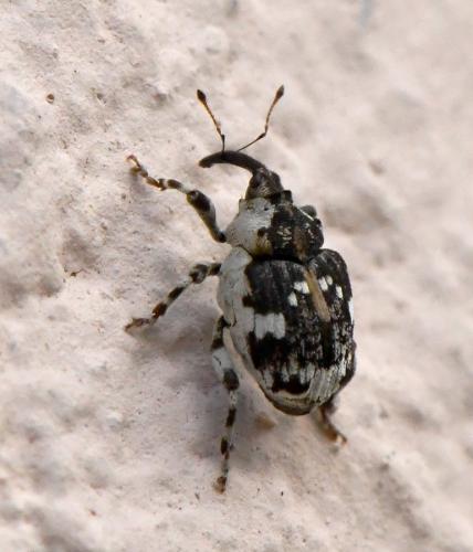 Hadroplontus trimaculatus